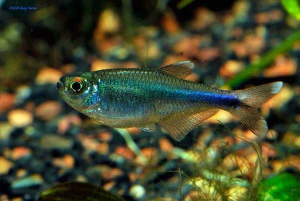 Boehlkea fredcochui – Blauwe Tetra