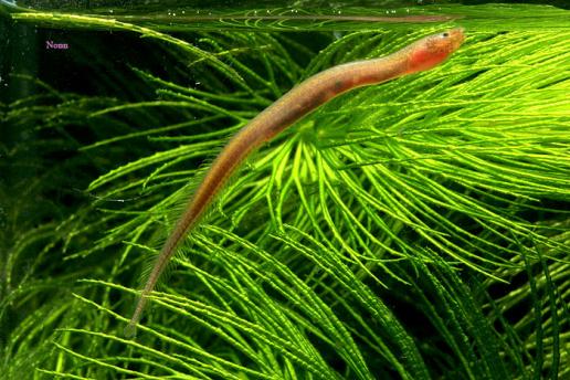 Chaudhuria caudata