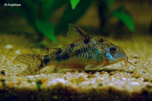 Corydoras paleatus- Gevlekte Pantsermeerval
