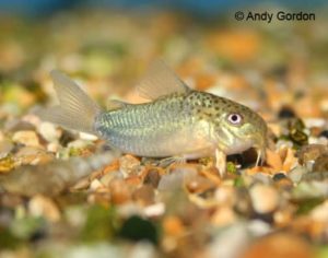 Corydoras similis