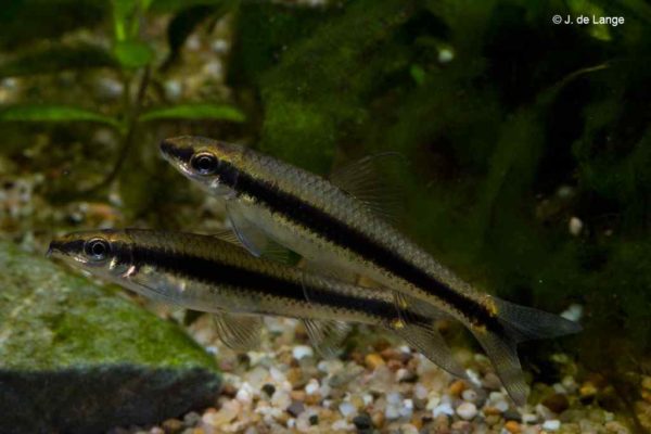 Crossocheilus oblongus - Siamese algeneter