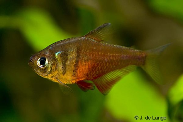 Hyphessobrycon flammeus - Rode Rio
