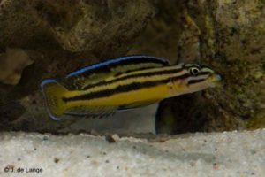 Julidochromis regani - Kerenge