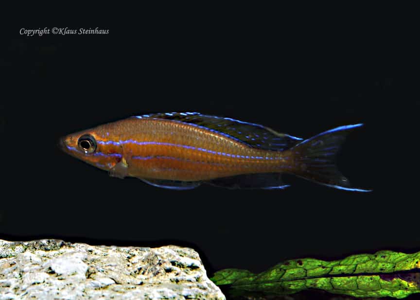 Paracyprichromis nigripinnis