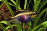 Pelvicachromis pulcher - Kersenbuik Cichlide - Vrouw
