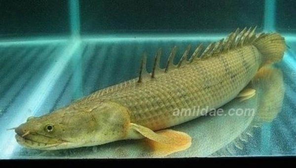 Polypterus endlicheri - Gezadelde kwastvinsnoek - Congo kwastvinsnoek