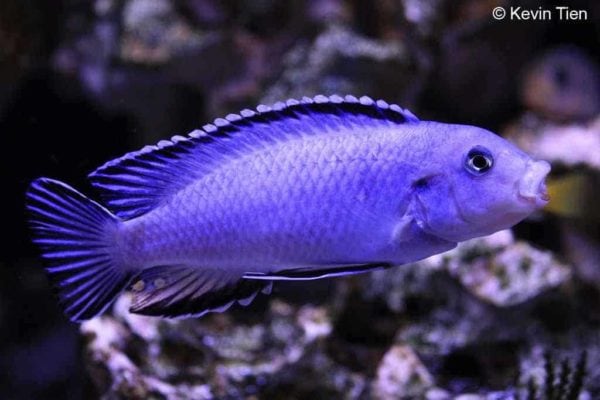 Pseudotropheus socolofi