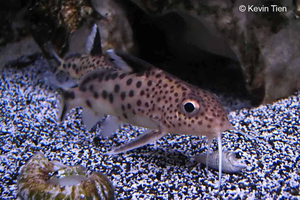 Synodontis multipunctatus - Koekoeksmeerval