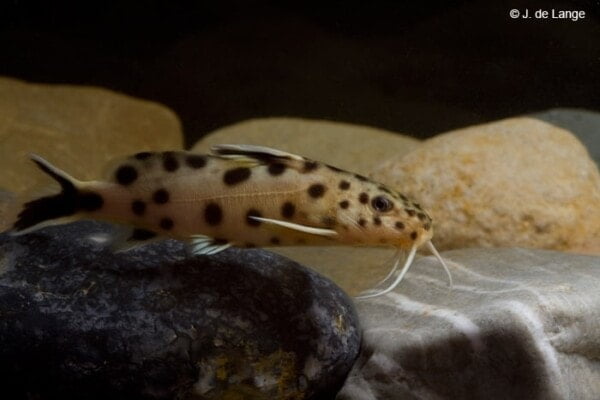 Synodontis petricola