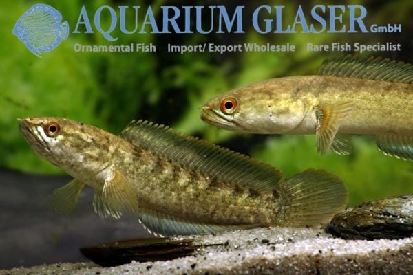 Channa harcourtbutleri - Inle Slangekopvis - Afbeelding 2