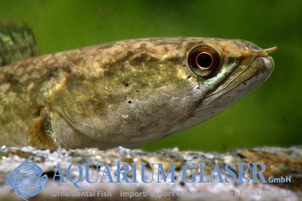 Channa harcourtbutleri - Inle Slangekopvis - Afbeelding 8