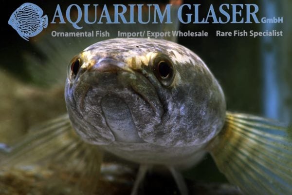 Channa harcourtbutleri - Inle Slangekopvis - Afbeelding 9