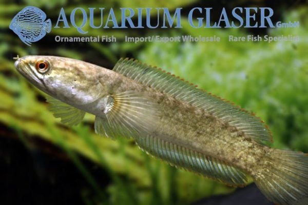Channa harcourtbutleri - Inle Slangekopvis - Afbeelding 5
