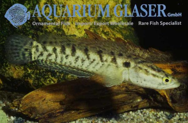 Channa punctata