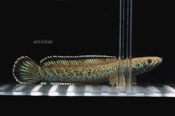 Channa pardalis - Afbeelding 2