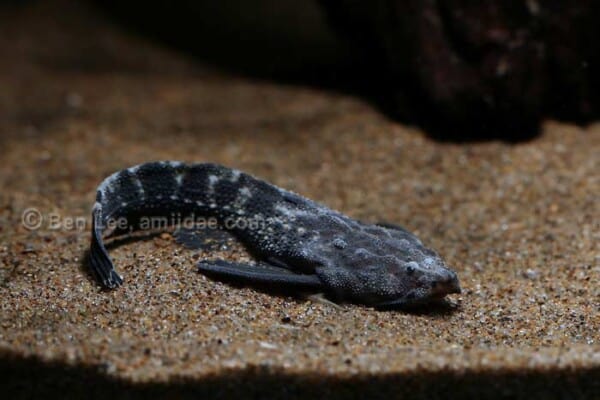 Amaralia hypsiura