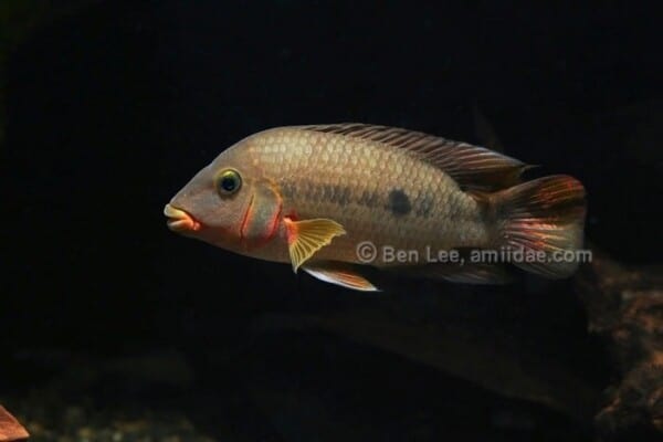 Australoheros ykeregua