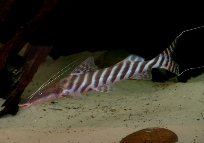 Copadichromis chrysonotus