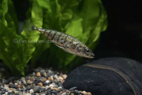 Gasterosteus aculeatus – Driedoornige Stekelbaars