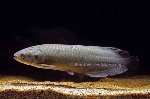 Heterotis niloticus