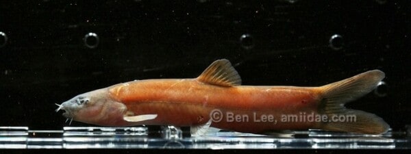Leptobotia microphthalma