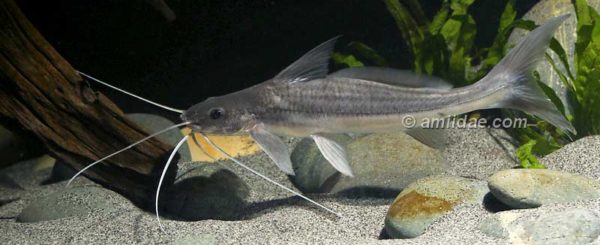 Pinirampus pirinampu