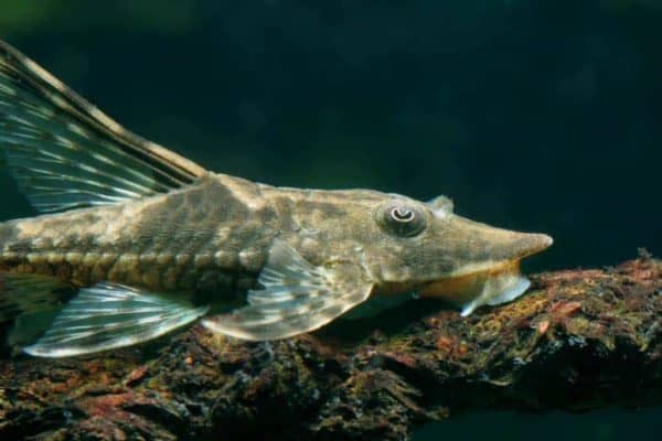 Sturisoma panamense