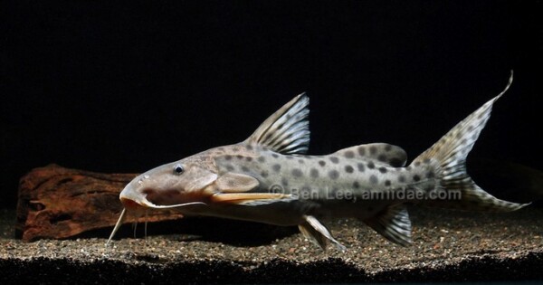 Synodontis longirostris