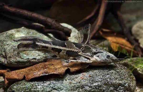Anadoras grypus