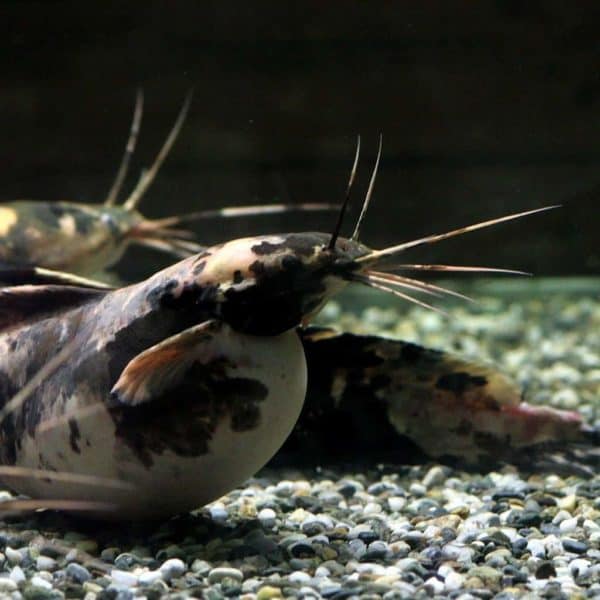 Clarias batrachus