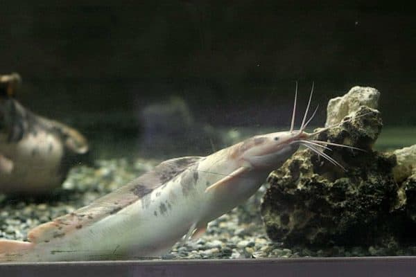 Clarias batrachus