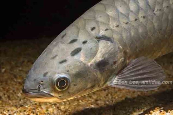 Heterotis niloticus