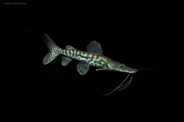 Pseudoplatystoma tigrinum