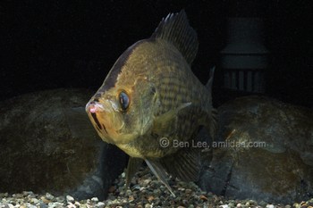 Pomoxis nigromaculatus