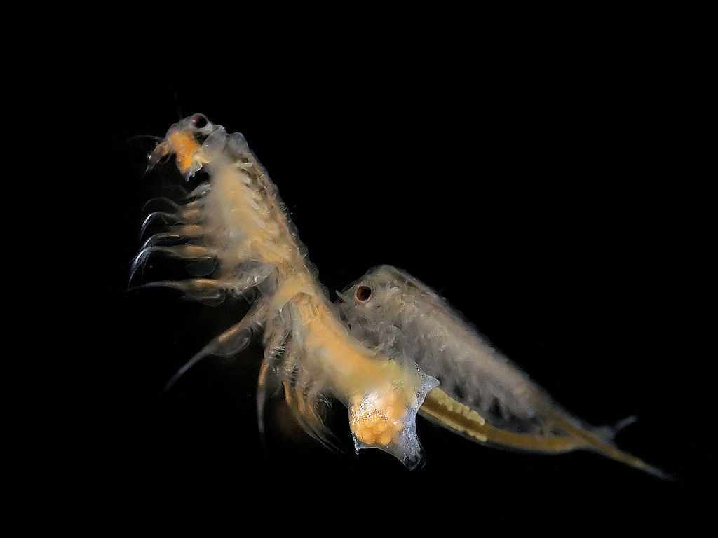 Artemia salina Foto: © Hans Hillewaert CC-BY-SA-3.0