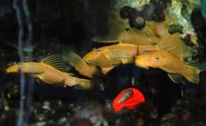 L144 ancistrus jongen van 5 maanden oud