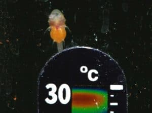 L144 larf dag 3 - let op de temperatuur