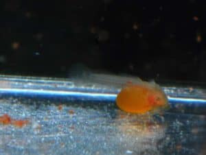 l144 ancistrus jong van 2 dagen oud