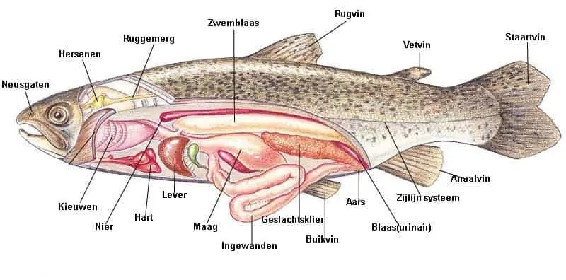 Anatomie van de vis