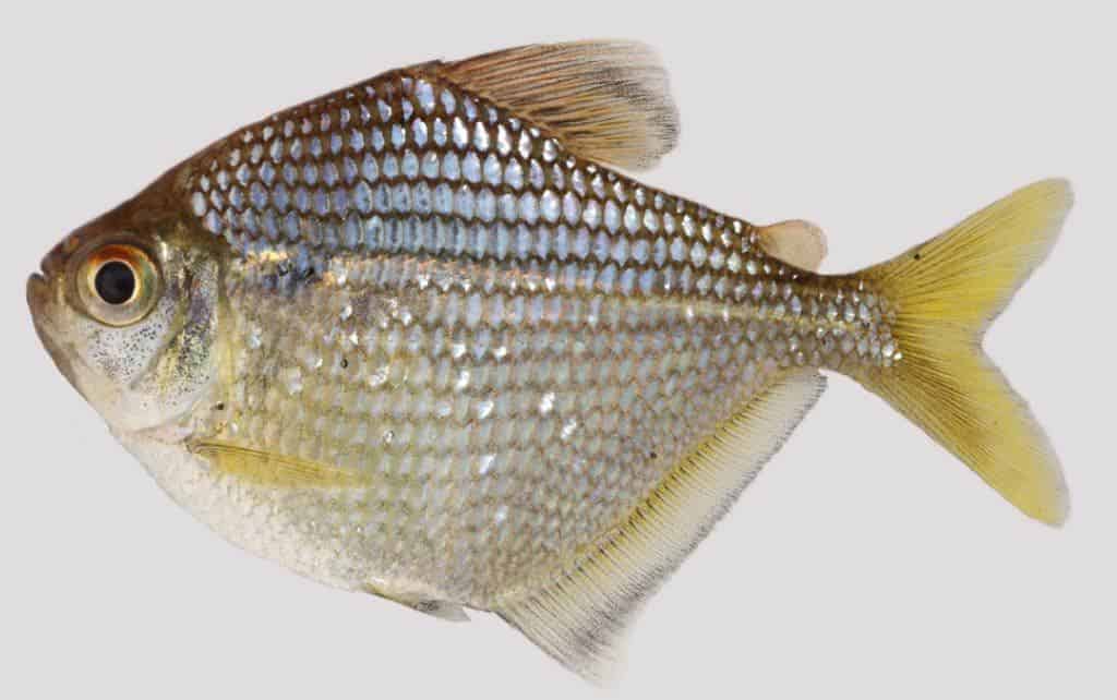 Brachychalcinus reisi