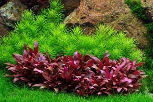Alternanthera reineckii - Mini