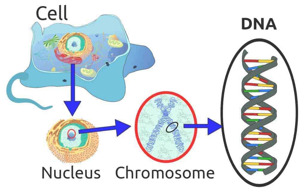Cell-Nucleus-Chromosome-DNA