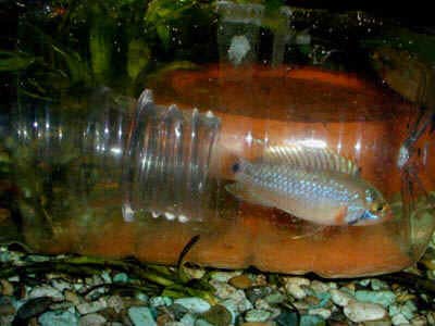 Deze foto toont een jonge Apistogramma nijsseni in de visval, gevangen om verplaatst te worden naar het uitzwem aquarium.