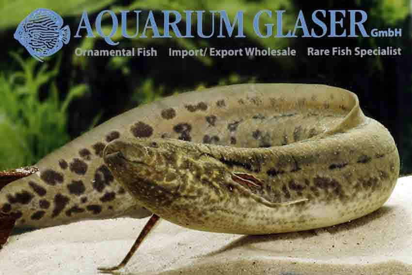 Protopterus annectens - West Afrikaanse Longvis