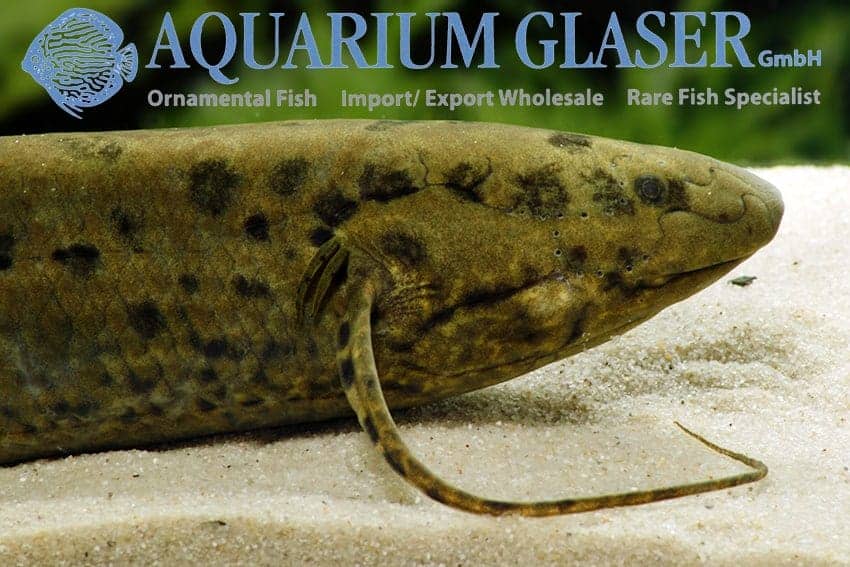 Protopterus annectens