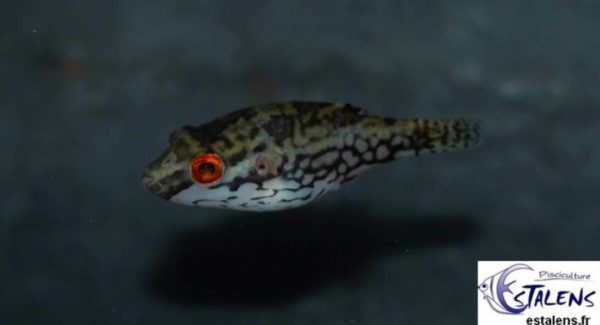 Carinotetraodon irrubesco