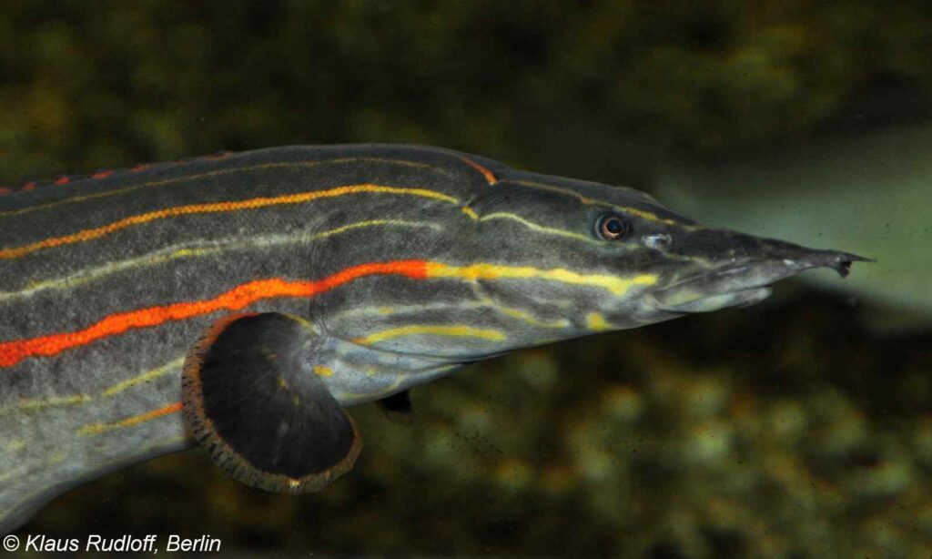 Mastacembelus erythrotaenia – Fire Eel
Leipzig Zoo - Germany