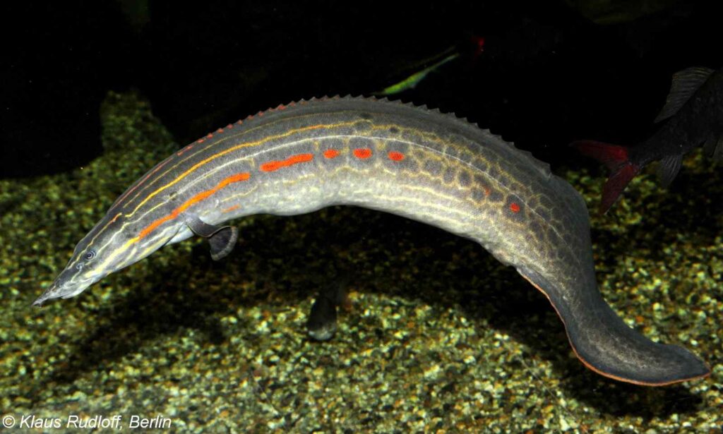 Mastacembelus erythrotaenia – Fire Eel
Leipzig Zoo - Germany
