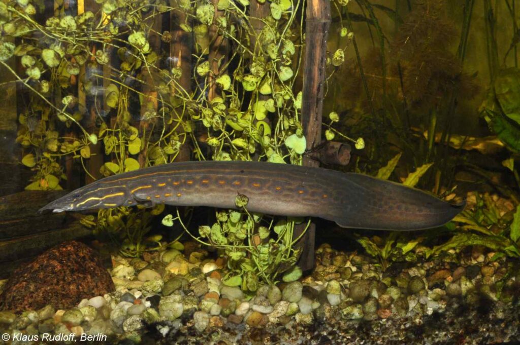 Mastacembelus erythrotaenia – Fire Eel
Tierpark Cottbus - Germany
