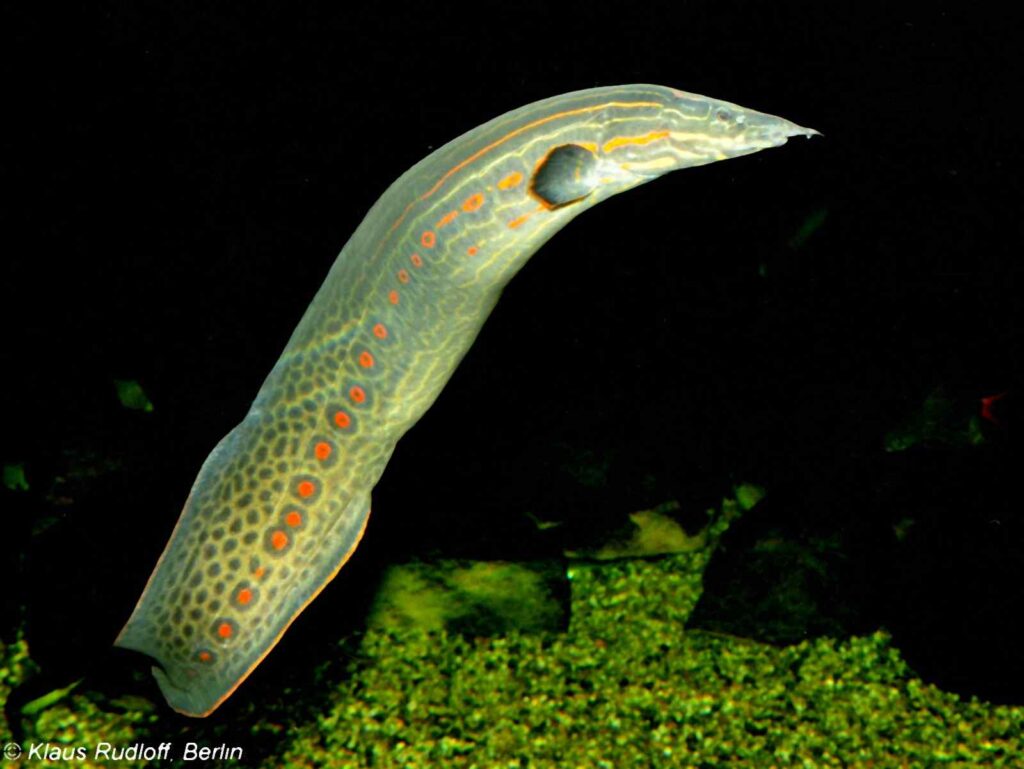 Mastacembelus erythrotaenia – Fire Eel
Leipzig Zoo - Germany